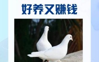2017年赚钱攻略？赚钱攻略大全？
