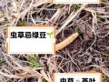 虫系技能克？虫系技能克制什么属性