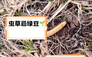 虫系技能克？虫系技能克制什么属性