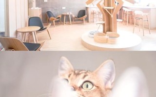 猫咖啡馆攻略，猫咖啡馆馆主