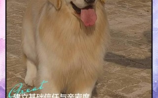 训练金毛技能？金毛训练的正确方法,你知道吗?