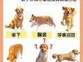 狗训练技能？狗狗训练技能有哪些？