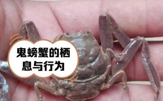 鬼脚蟹的技能？wow鬼脚蟹多久刷新