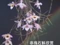 梦幻西游一斜珠攻略？梦幻西游一斛珠攻略一直四处逛逛？