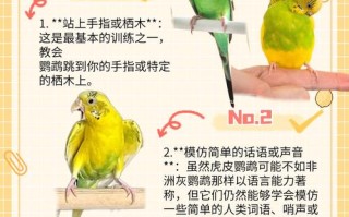 鹦鹉的技能 - 鹦鹉的技能有哪些