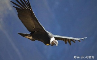 9技能雷鸟？9技能雷鸟人多少钱