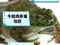 牛蛙技能？牛蛙克星？