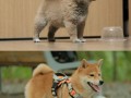柴犬技能，柴犬技能训练