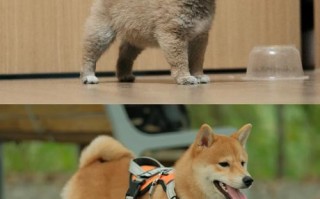 柴犬技能，柴犬技能训练