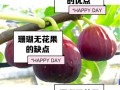 无花果攻略？无花果的攻略