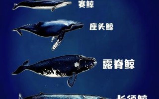 蓝鲸的技能？蓝鲸有天赋吗？