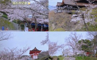 日本樱花旅游攻略 - 日本旅游 樱花