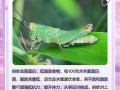 蚂蚱打野技能，s11蚂蚱打野
