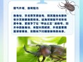 独角仙技能？独角仙的弱点在哪？