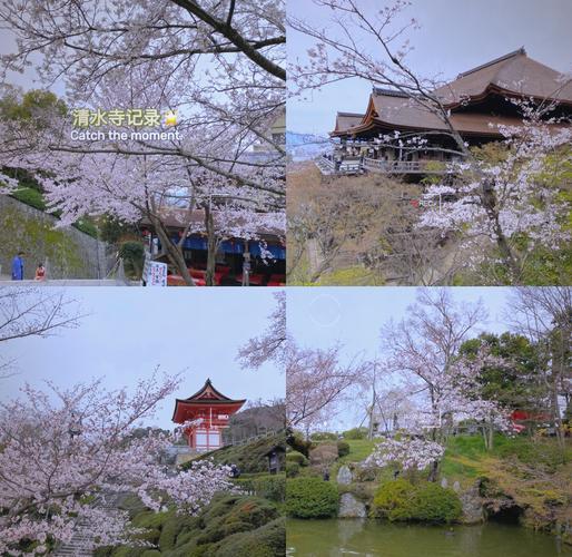 日本樱花旅游攻略 - 日本旅游 樱花-第1张图片-93游戏