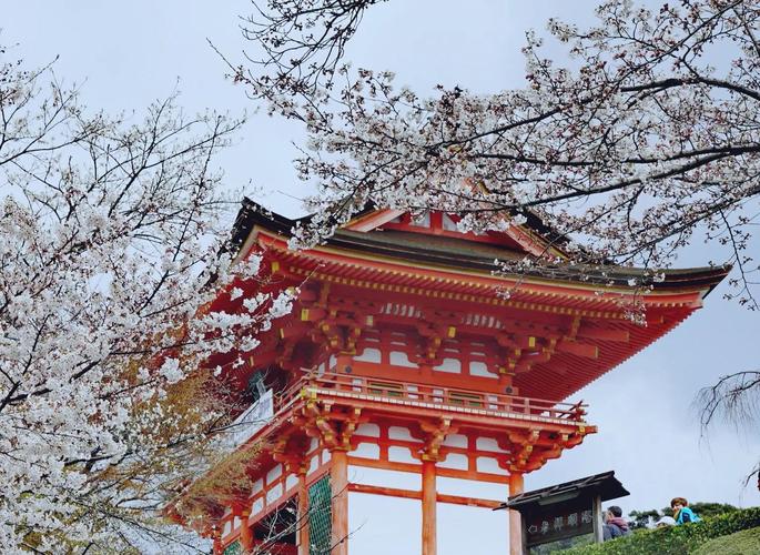 日本樱花旅游攻略 - 日本旅游 樱花-第3张图片-93游戏