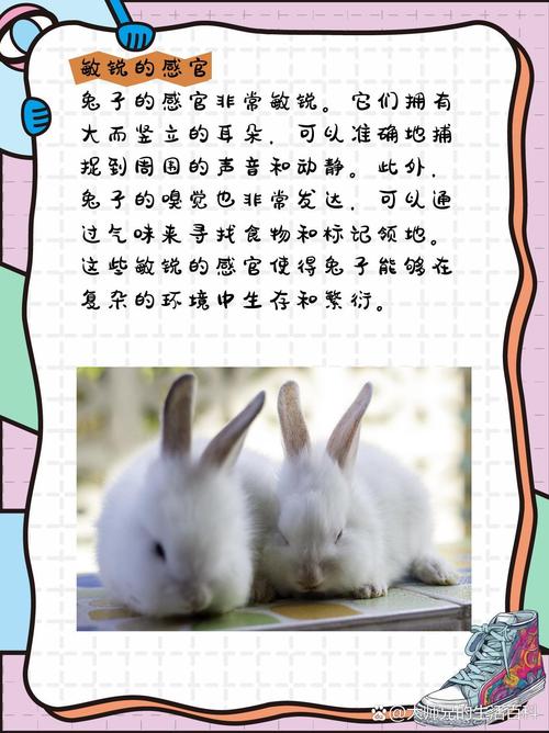 兔子技能,兔子技能要满吗-第2张图片-93游戏 兔子技能,兔子技能要满吗-第2张图片-93游戏