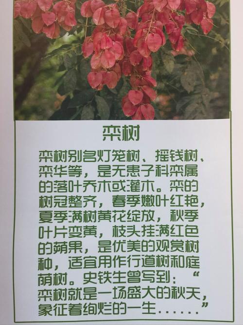 摇钱树苗攻略 - 摇钱树苗攻略2023-第4张图片-93游戏 摇钱树苗攻略 - 摇钱树苗攻略2023-第4张图片-93游戏