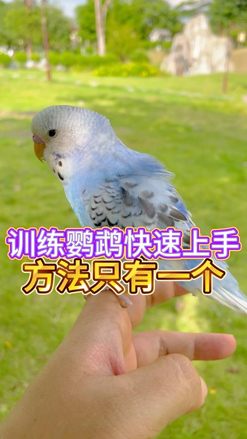 鹦鹉的技能 - 鹦鹉的技能有哪些-第3张图片-93游戏 鹦鹉的技能 - 鹦鹉的技能有哪些-第3张图片-93游戏