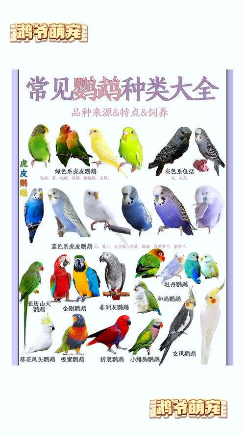 鹦鹉的技能 - 鹦鹉的技能有哪些-第5张图片-93游戏 鹦鹉的技能 - 鹦鹉的技能有哪些-第5张图片-93游戏