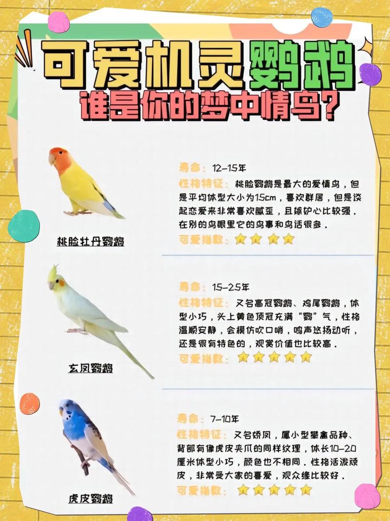 鹦鹉的技能 - 鹦鹉的技能有哪些-第8张图片-93游戏 鹦鹉的技能 - 鹦鹉的技能有哪些-第8张图片-93游戏