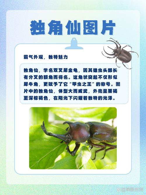 独角仙技能?独角仙的弱点在哪?-第1张图片-93游戏 独角仙技能?独角仙的弱点在哪?-第1张图片-93游戏
