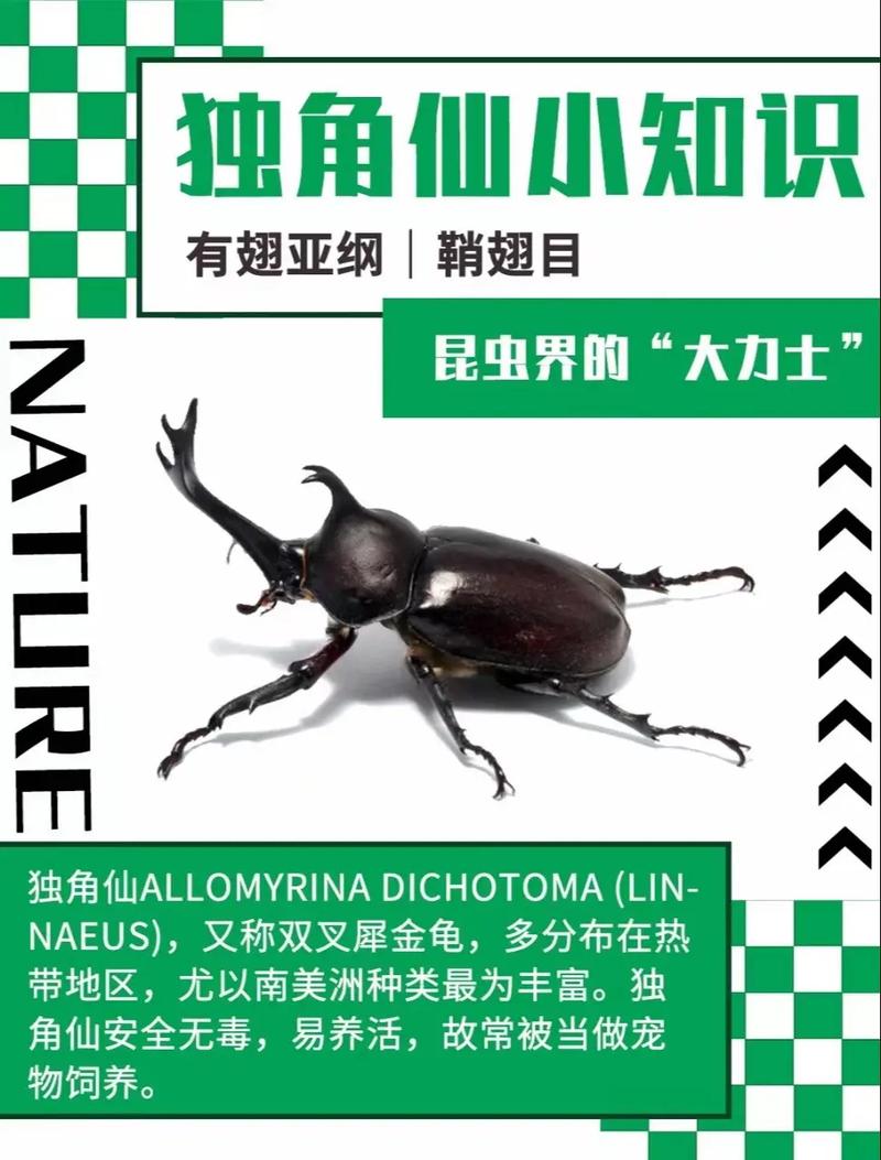 独角仙技能?独角仙的弱点在哪?-第5张图片-93游戏 独角仙技能?独角仙的弱点在哪?-第5张图片-93游戏