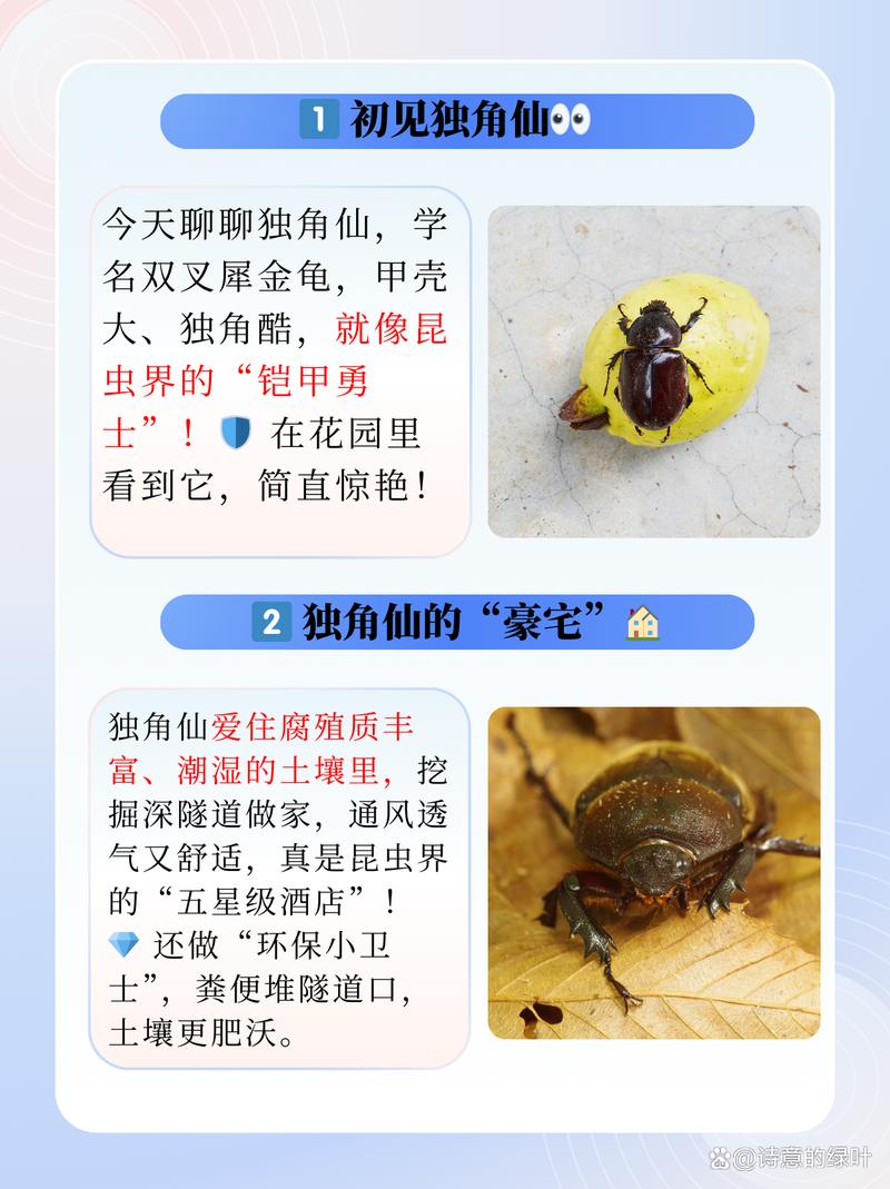 独角仙技能?独角仙的弱点在哪?-第6张图片-93游戏 独角仙技能?独角仙的弱点在哪?-第6张图片-93游戏