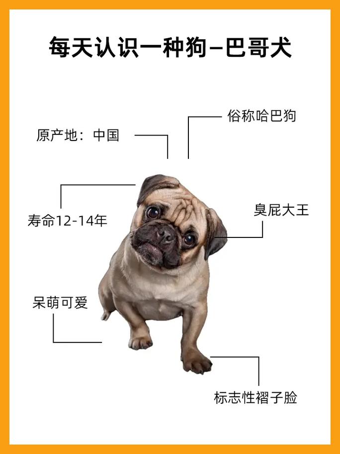 哈巴狗技能,哈巴狗教学-第5张图片-93游戏 哈巴狗技能,哈巴狗教学-第5张图片-93游戏
