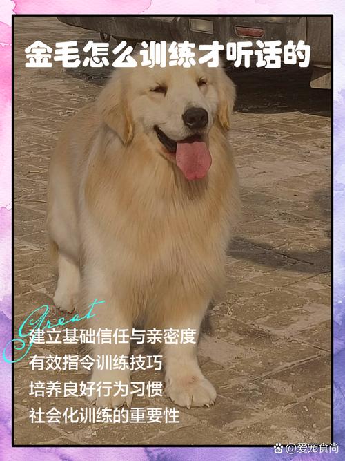 训练金毛技能?金毛训练的正确方法,你知道吗?-第1张图片-93游戏 训练金毛技能?金毛训练的正确方法,你知道吗?-第1张图片-93游戏