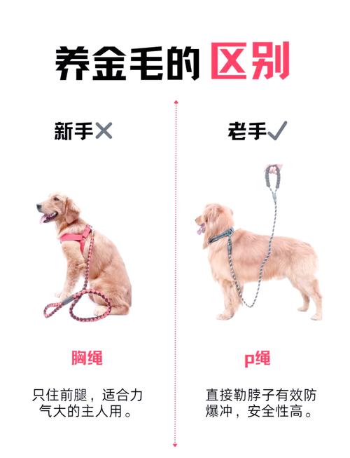 训练金毛技能?金毛训练的正确方法,你知道吗?-第3张图片-93游戏 训练金毛技能?金毛训练的正确方法,你知道吗?-第3张图片-93游戏