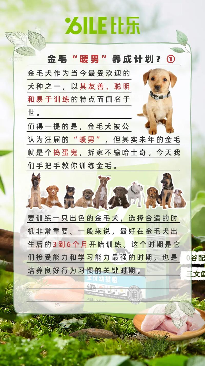 训练金毛技能?金毛训练的正确方法,你知道吗?-第4张图片-93游戏 训练金毛技能?金毛训练的正确方法,你知道吗?-第4张图片-93游戏