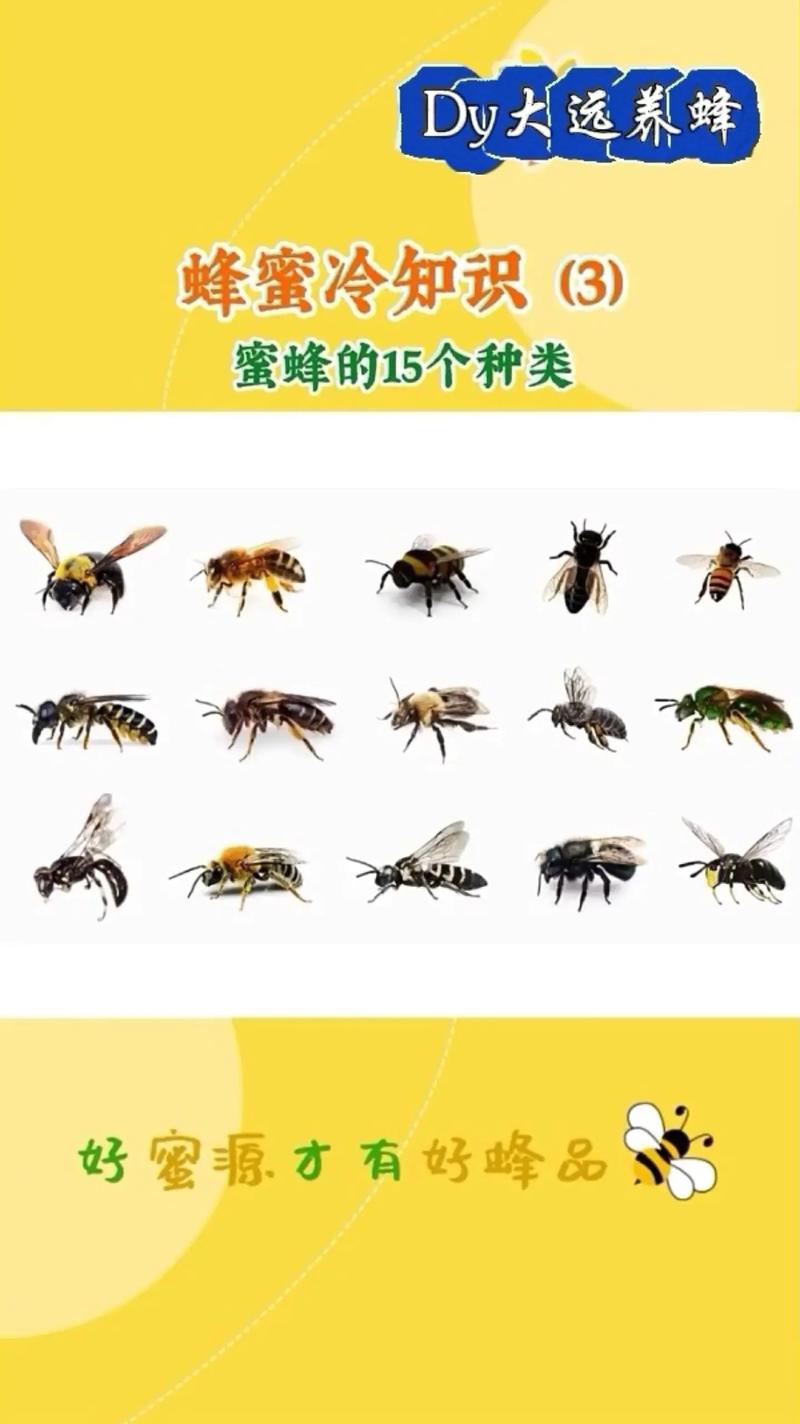 蜜蜂的技能,蜜蜂技能简单50字-第1张图片-93游戏 蜜蜂的技能,蜜蜂技能简单50字-第1张图片-93游戏