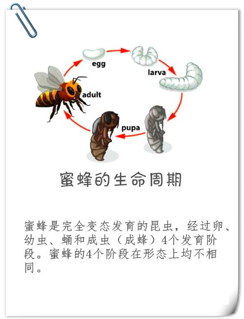 蜜蜂的技能,蜜蜂技能简单50字-第3张图片-93游戏 蜜蜂的技能,蜜蜂技能简单50字-第3张图片-93游戏