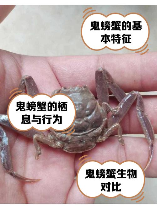 鬼脚蟹的技能?wow鬼脚蟹多久刷新-第1张图片-93游戏 鬼脚蟹的技能?wow鬼脚蟹多久刷新-第1张图片-93游戏