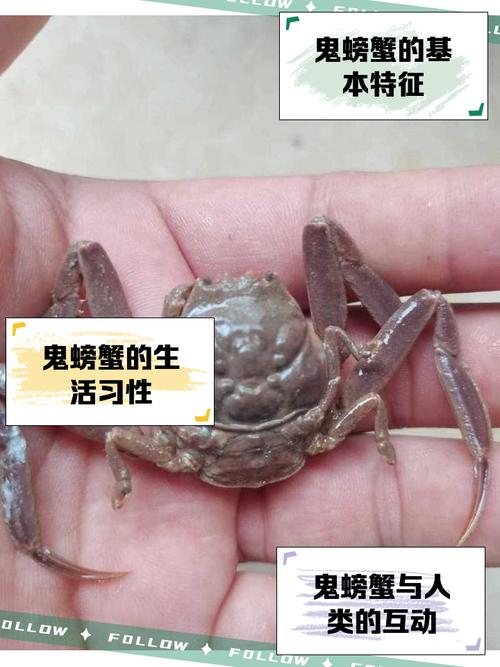 鬼脚蟹的技能?wow鬼脚蟹多久刷新-第4张图片-93游戏 鬼脚蟹的技能?wow鬼脚蟹多久刷新-第4张图片-93游戏