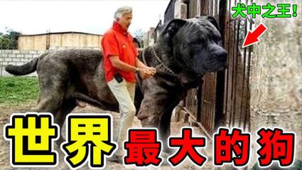 爱大狗技能?大狗加点?-第2张图片-93游戏 爱大狗技能?大狗加点?-第2张图片-93游戏