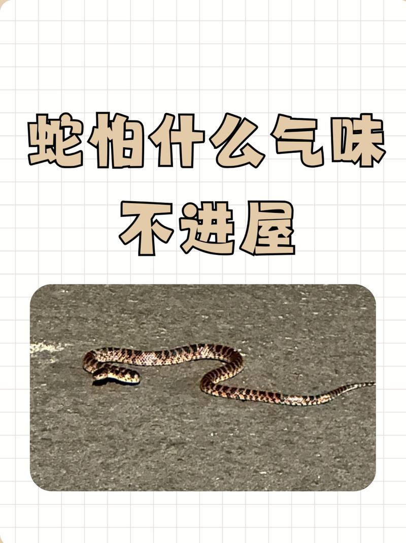 蛇他虫攻略,蛇它虫一共多少关-第6张图片-93游戏 蛇他虫攻略,蛇它虫一共多少关-第6张图片-93游戏