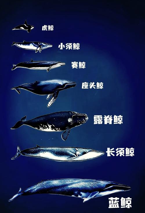 蓝鲸的技能?蓝鲸有天赋吗?-第1张图片-93游戏 蓝鲸的技能?蓝鲸有天赋吗?-第1张图片-93游戏