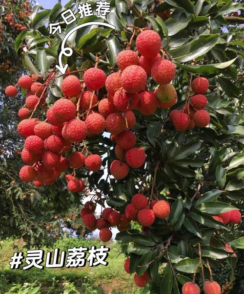 二灵山攻略?二灵山温泉男女分开泡吗?-第3张图片-93游戏 二灵山攻略?二灵山温泉男女分开泡吗?-第3张图片-93游戏