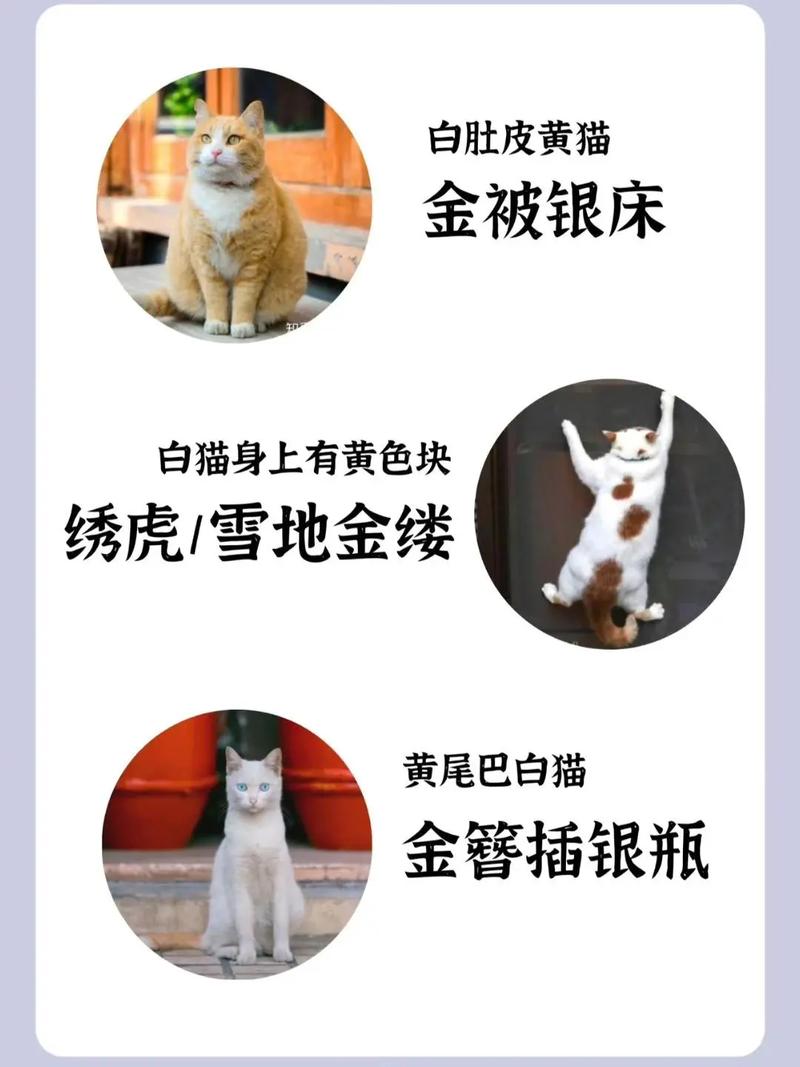 葫芦猫技能,葫芦猫是什么意思-第4张图片-93游戏 葫芦猫技能,葫芦猫是什么意思-第4张图片-93游戏