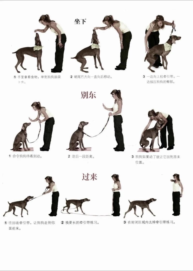 狗训练技能?狗狗训练技能有哪些?-第5张图片-93游戏 狗训练技能?狗狗训练技能有哪些?-第5张图片-93游戏