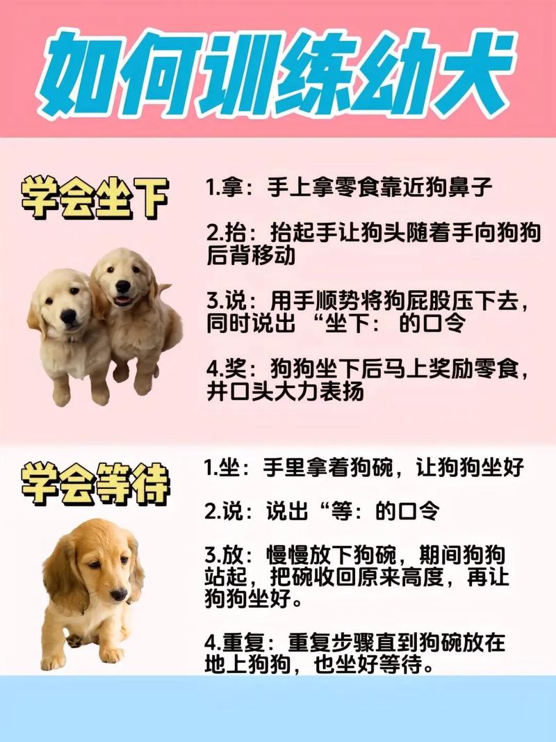 狗训练技能?狗狗训练技能有哪些?-第8张图片-93游戏 狗训练技能?狗狗训练技能有哪些?-第8张图片-93游戏