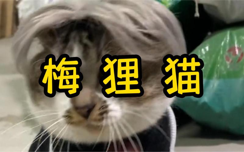 彩虹岛精英副本攻略,彩虹岛精英副本攻略图文-第2张图片-93游戏 彩虹岛精英副本攻略,彩虹岛精英副本攻略图文-第2张图片-93游戏