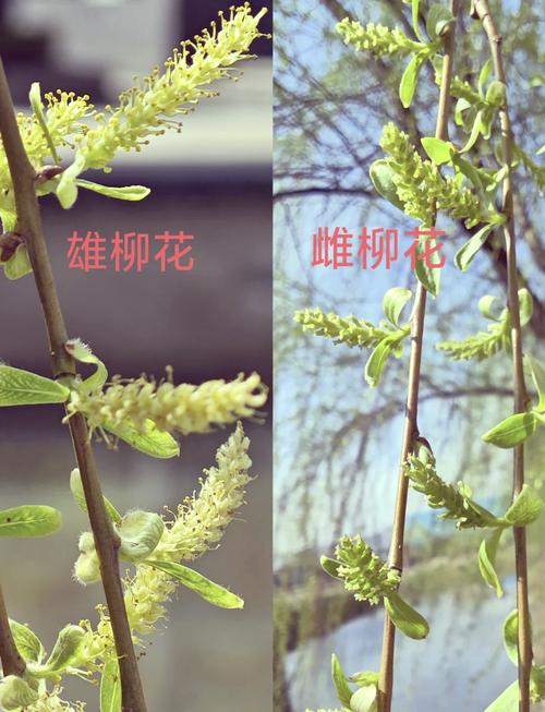 分花拂柳技能,分花拂柳技能要求-第5张图片-93游戏 分花拂柳技能,分花拂柳技能要求-第5张图片-93游戏