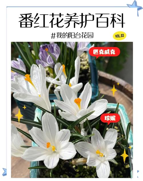 越红花攻略?红花越桔-第3张图片-93游戏 越红花攻略?红花越桔-第3张图片-93游戏