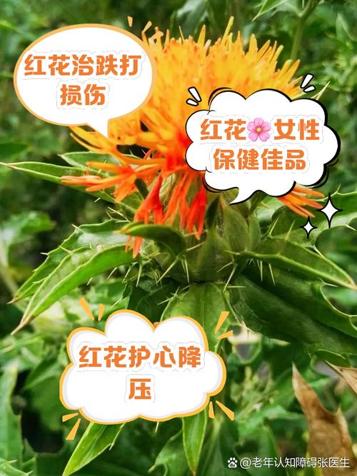 越红花攻略?红花越桔-第4张图片-93游戏 越红花攻略?红花越桔-第4张图片-93游戏