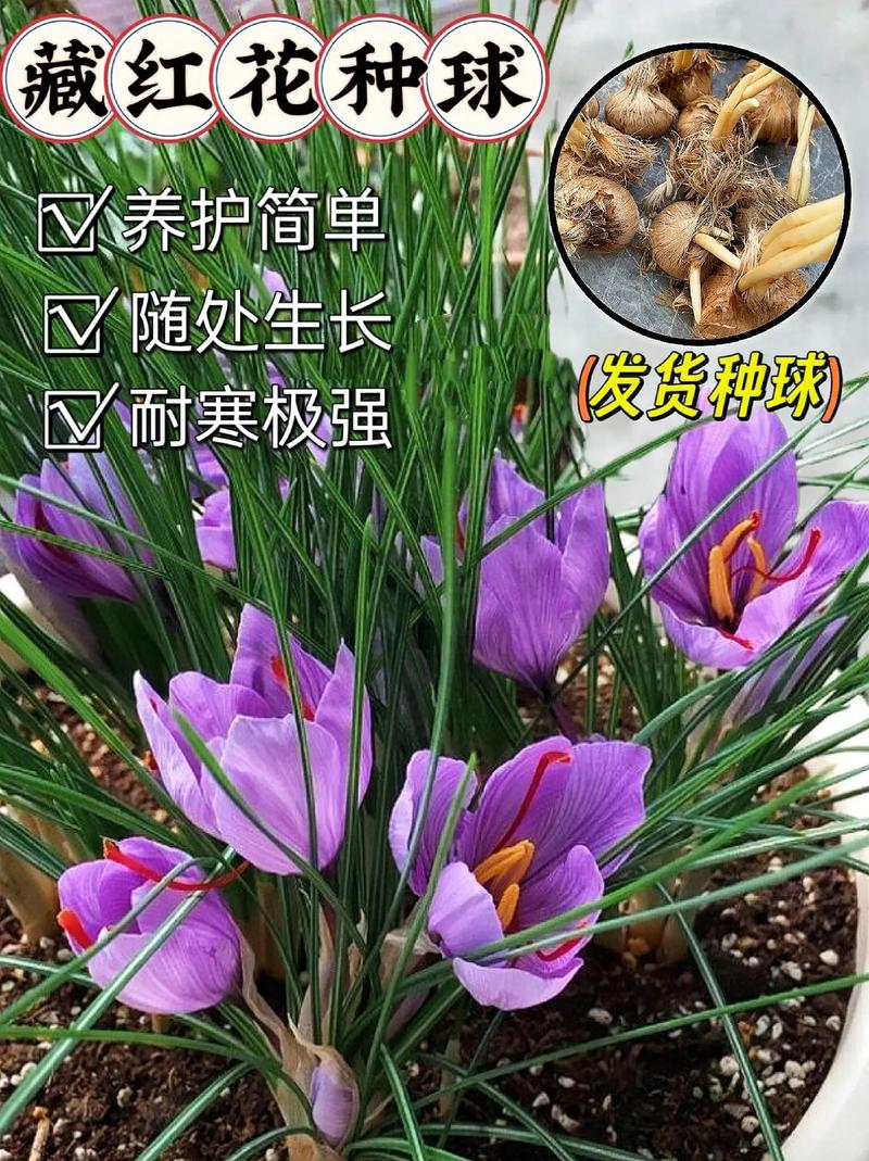 越红花攻略?红花越桔-第7张图片-93游戏 越红花攻略?红花越桔-第7张图片-93游戏