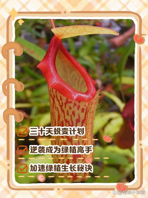 植物进阶攻略？植物进阶需要多少个碎片-第2张图片-93游戏