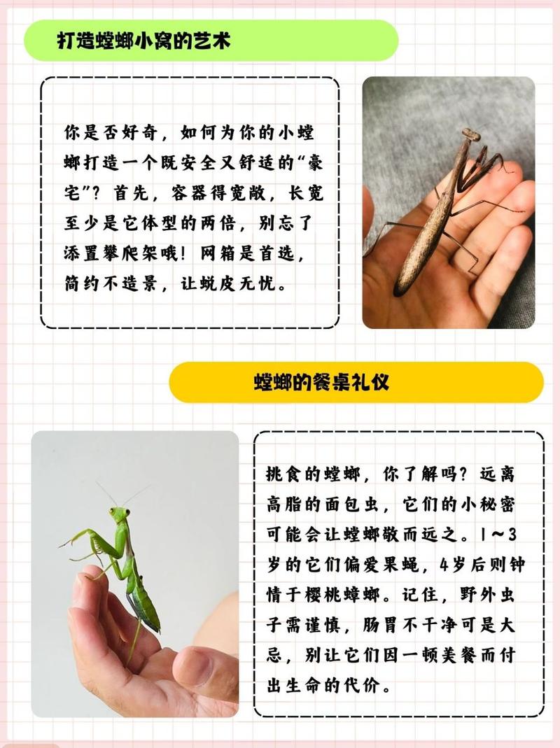 螳螂主加技能?螳螂主技能加点-第3张图片-93游戏 螳螂主加技能?螳螂主技能加点-第3张图片-93游戏